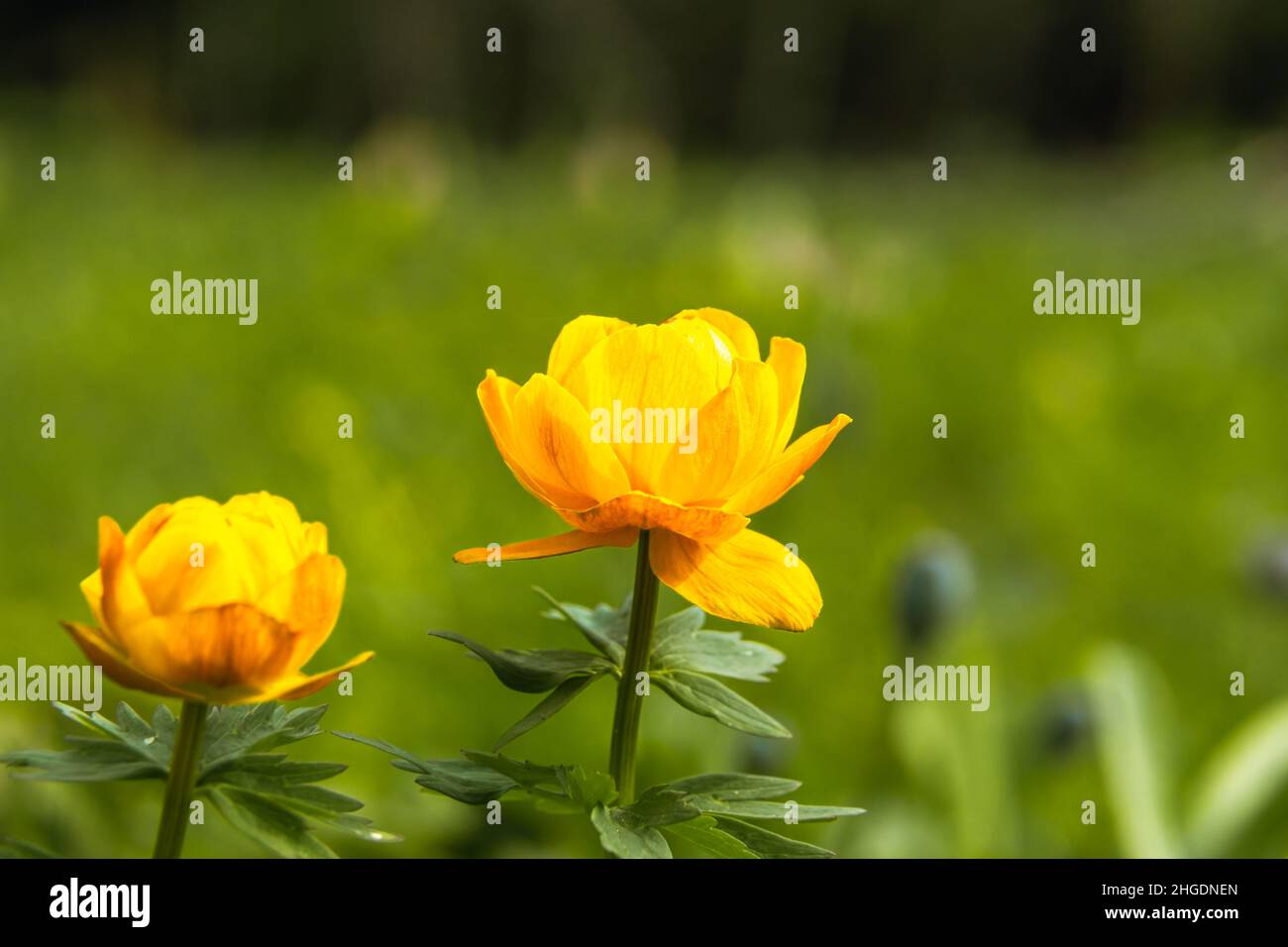 Mythical Elixir Elixir Of Life High Resolution Stock Photography and Images - Alamy