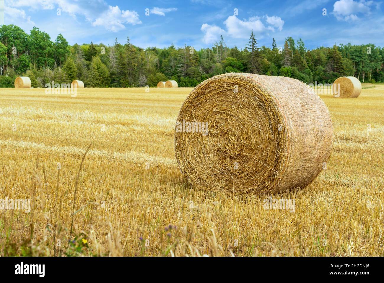 Hay bales in farm fields in rural Prince Edward Island, Canada. Stock Photo