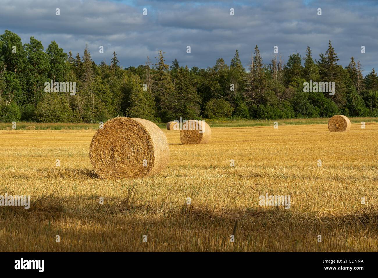 Hay bales in farm fields in rural Prince Edward Island, Canada. Stock Photo
