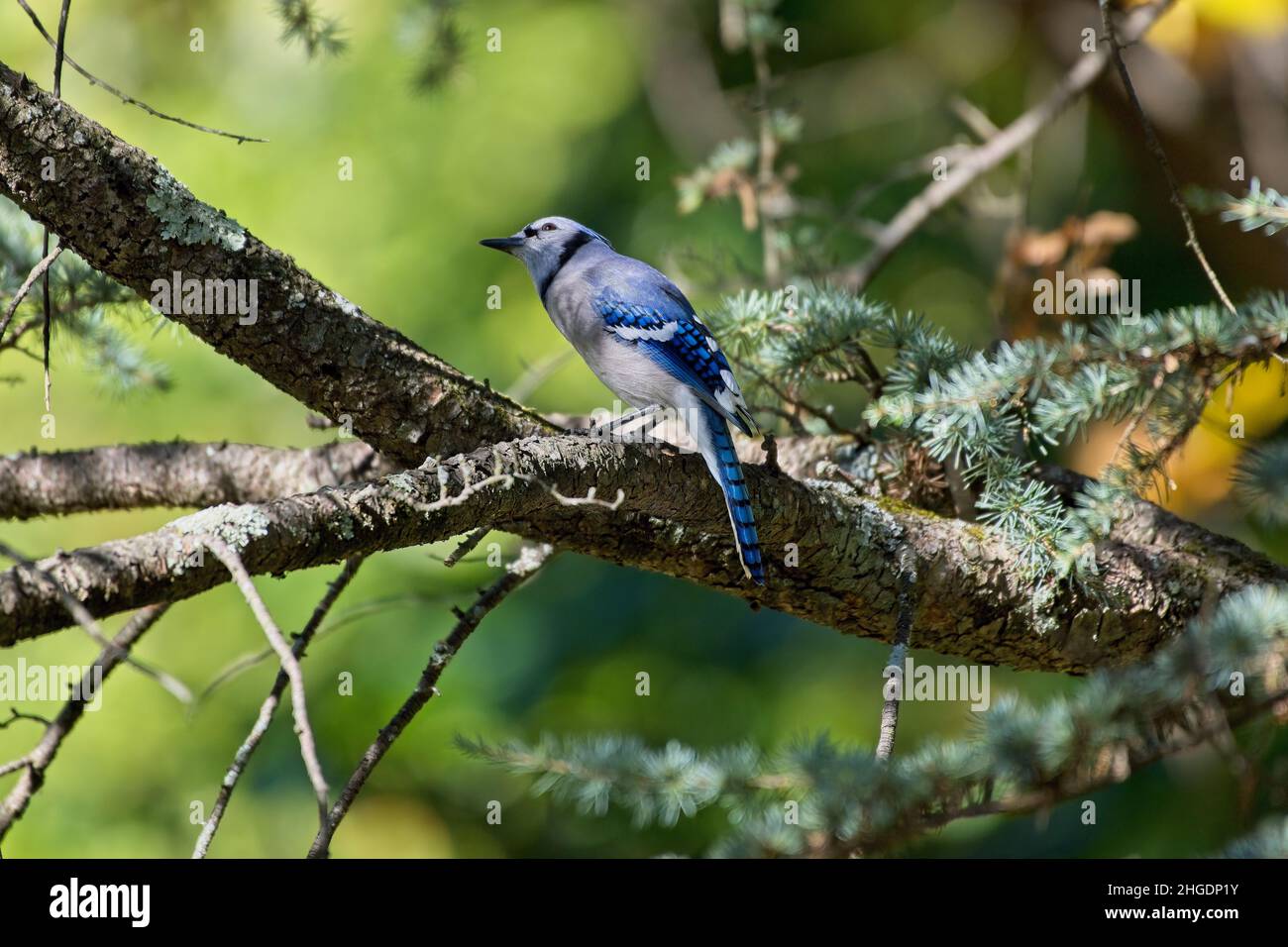 A Blue Jay on a branch looking up. Common but stunning jay found year-round throughout most of eastern North America Stock Photo