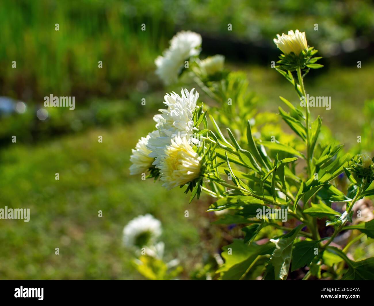 white asters in a flower bed in the garden, in summer Stock Photo