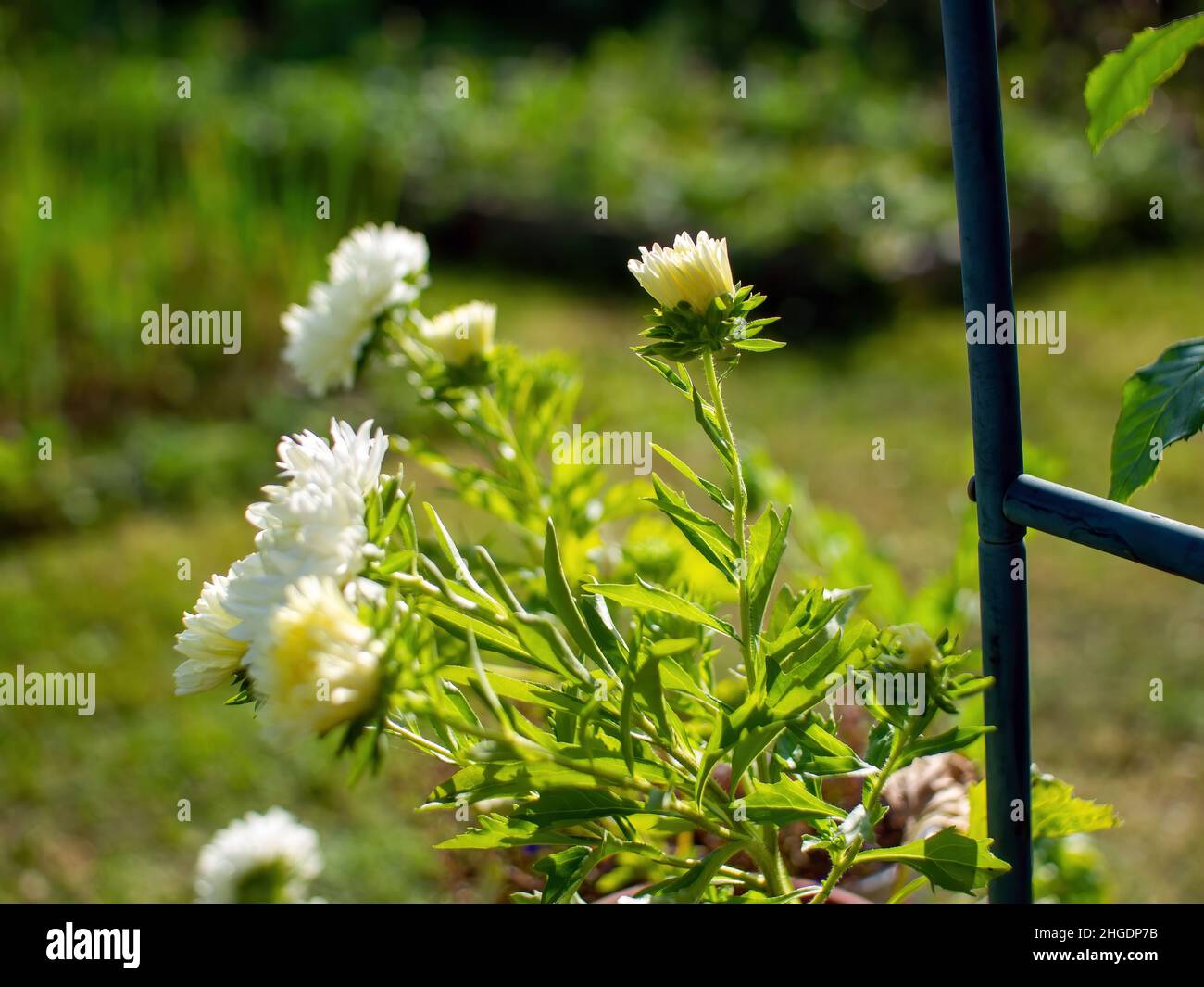 white asters in a flower bed in the garden, in summer Stock Photo