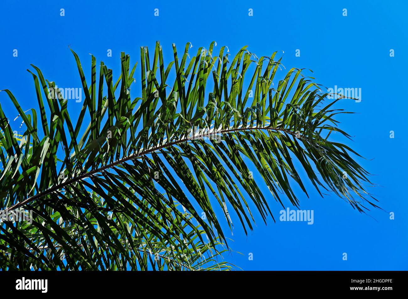 Queen palm tree leaf (Syagrus romanzoffiana) Stock Photo