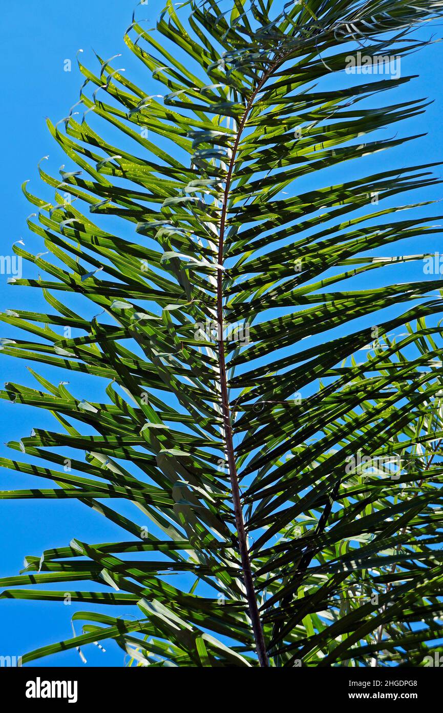 Queen palm tree leaf (Syagrus romanzoffiana) Stock Photo