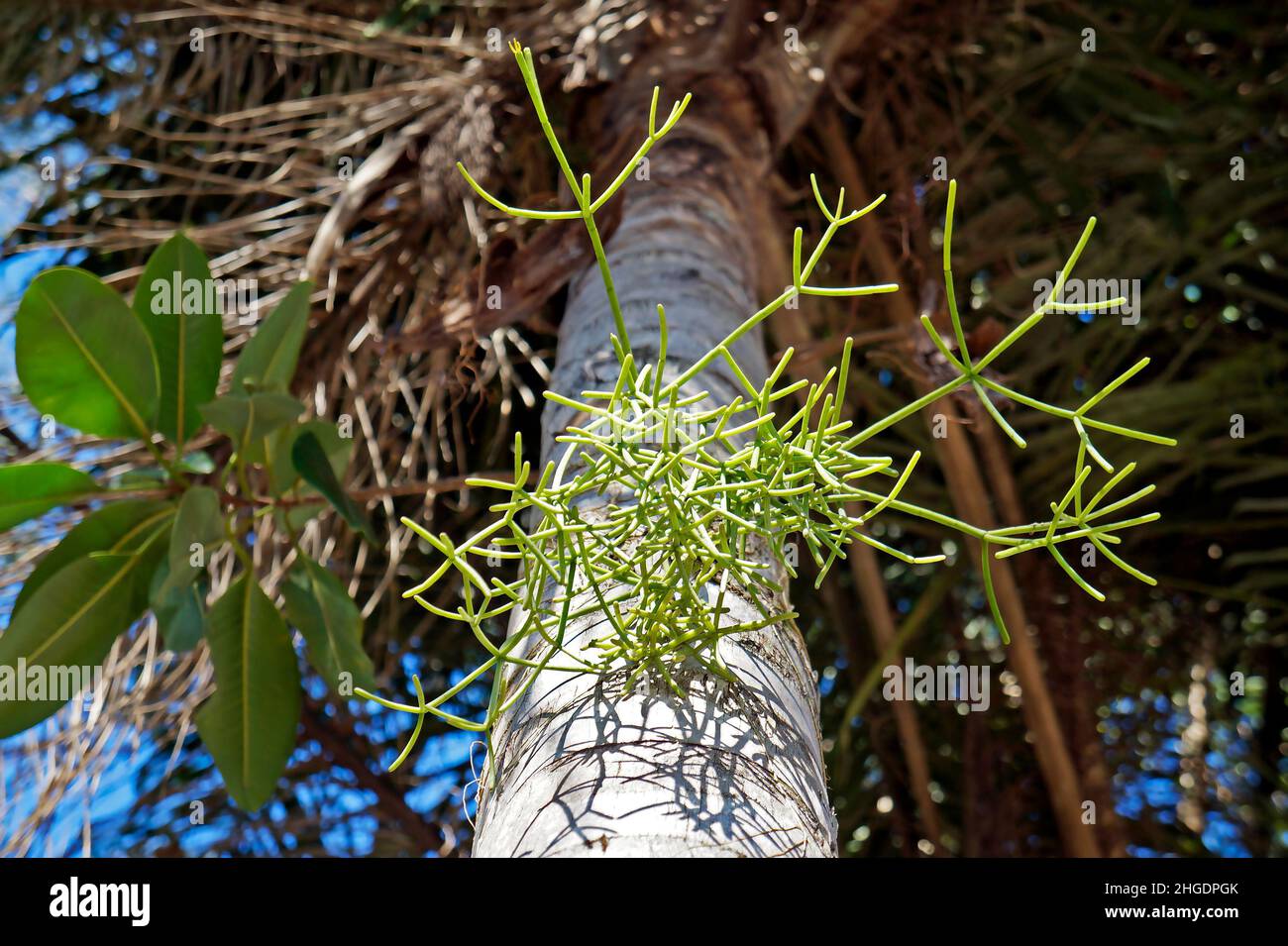 Mistletoe cactus on palm tree trunk (Rhipsalis baccifera) Stock Photo