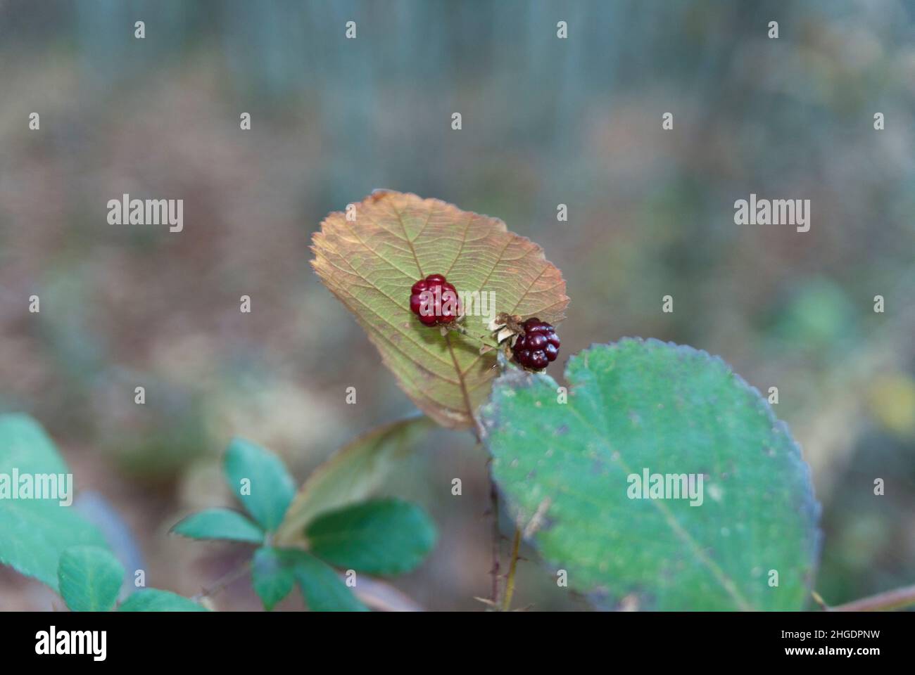Blackberry or wild red brambleberry, Rubus, with leaf and thorn, red fruits Stock Photo