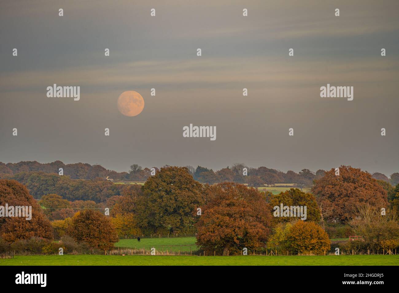 Full moon rising above Galleywood hill from Margaretting Essex. In the Autumn. Stock Photo