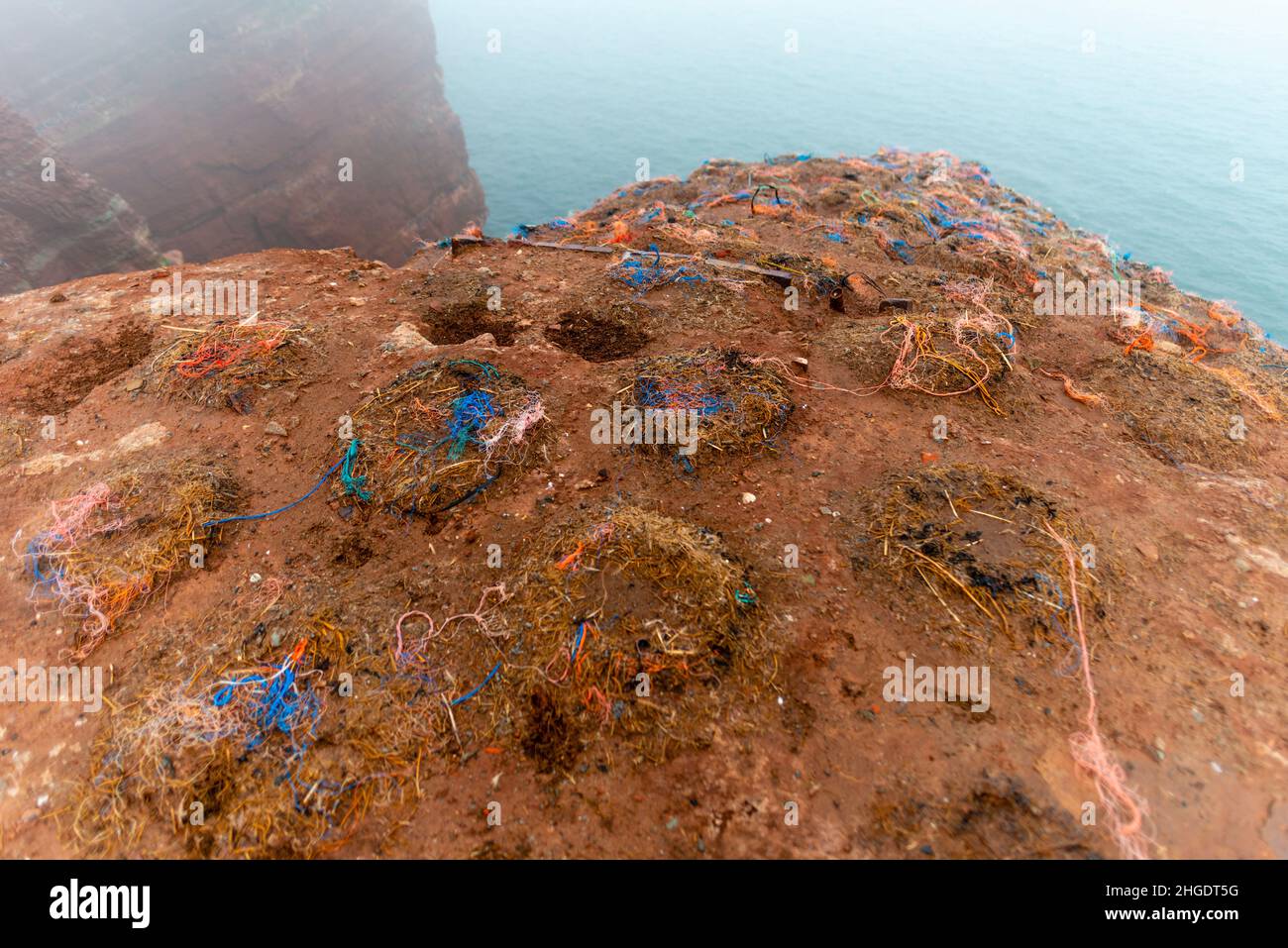 Seabirds use plastics for building their nests, hick fog on the high seas sland of Heligoland, North Sea, Northern Germany, Central Europe Stock Photo