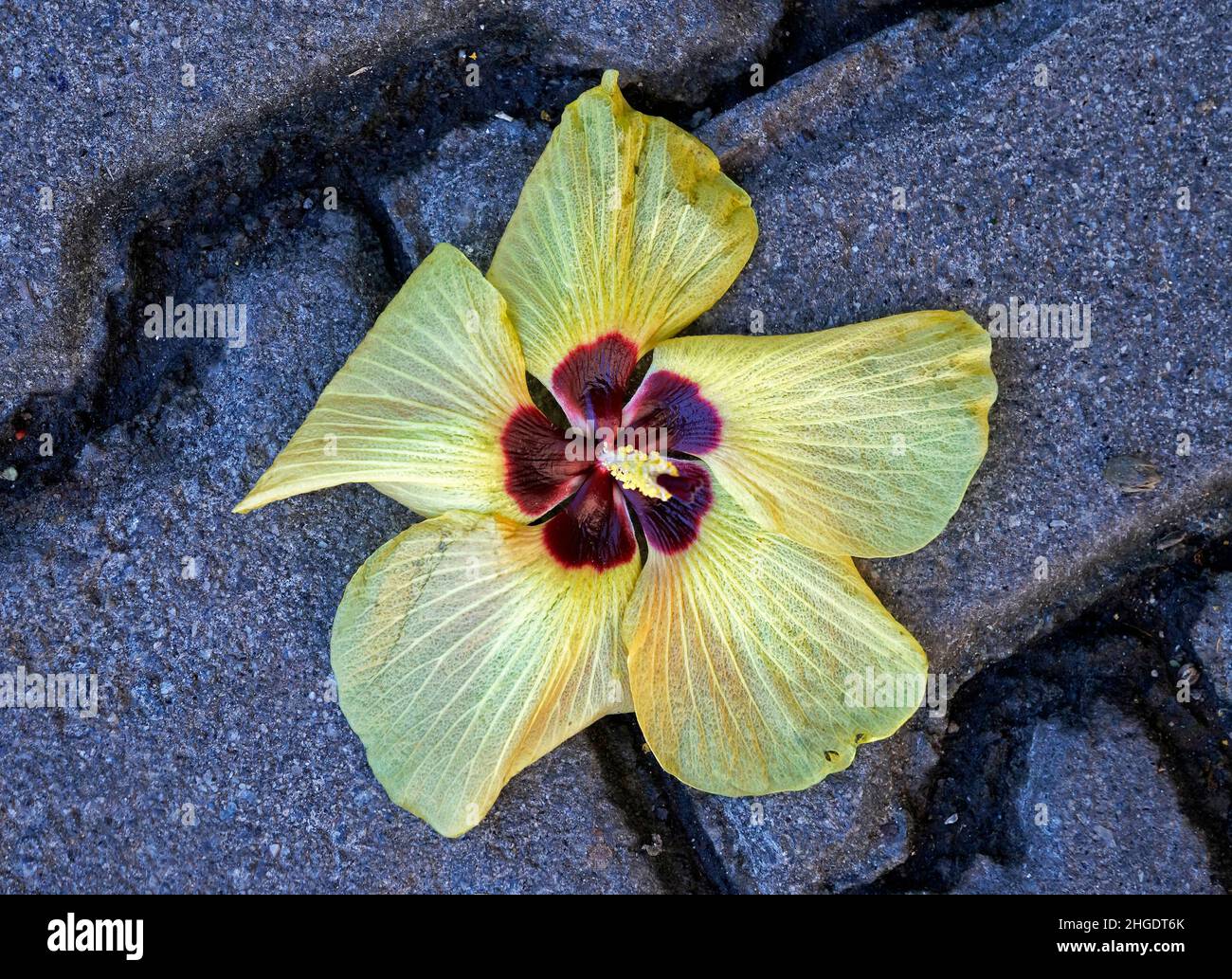 Beach hibiscus flower (Hibiscus tiliaceus) on floor Stock Photo
