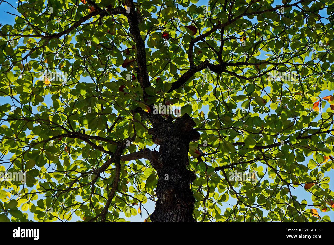 Tropical almond tree (Terminalia catappa) Stock Photo