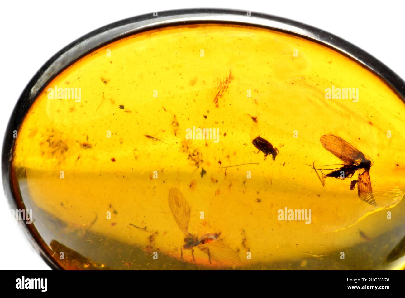 Amber in sun with inclusions of insects Stock Photo