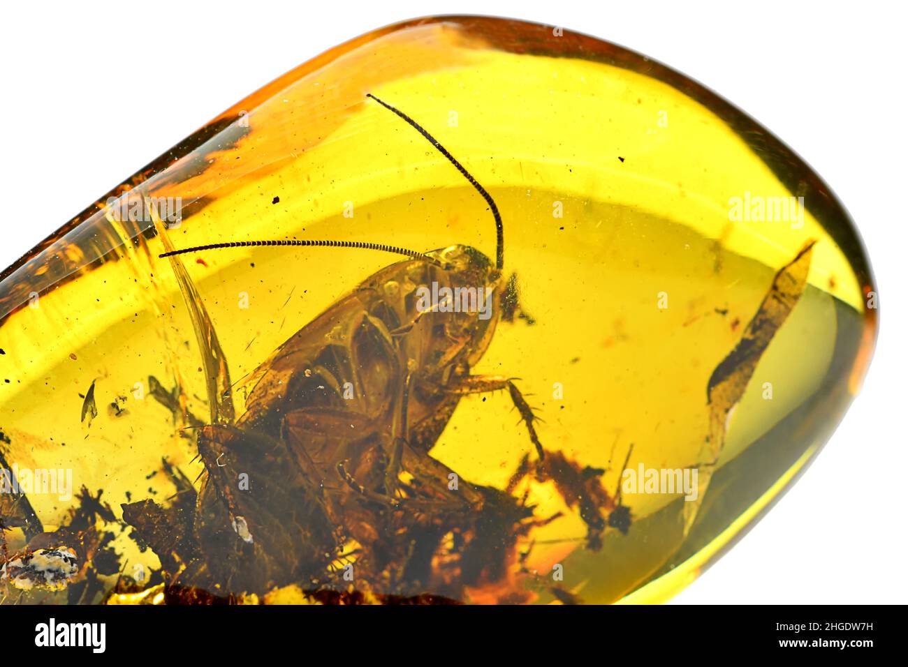 Amber with embedded big beetle Stock Photo