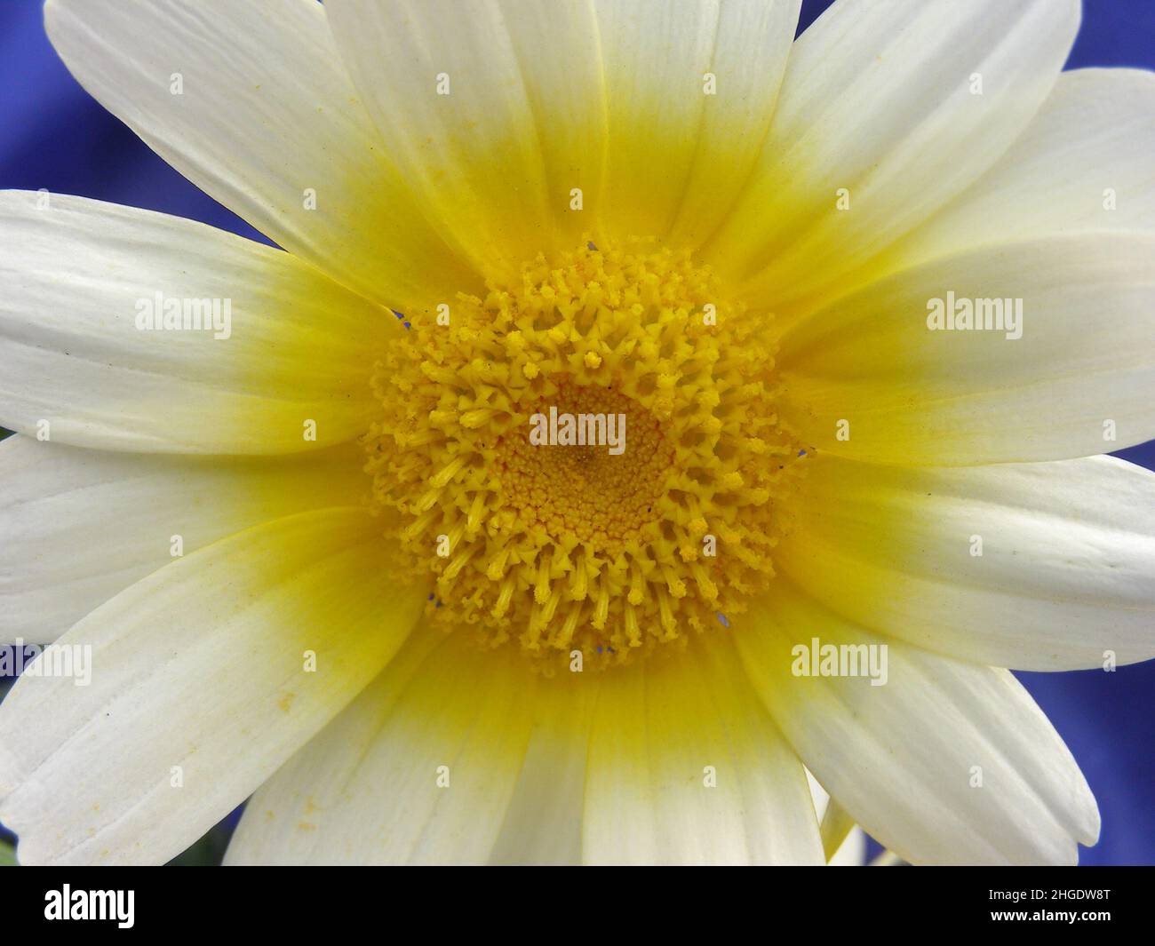 A close-up of a sunflower with yellow and white color Stock Photo - Alamy