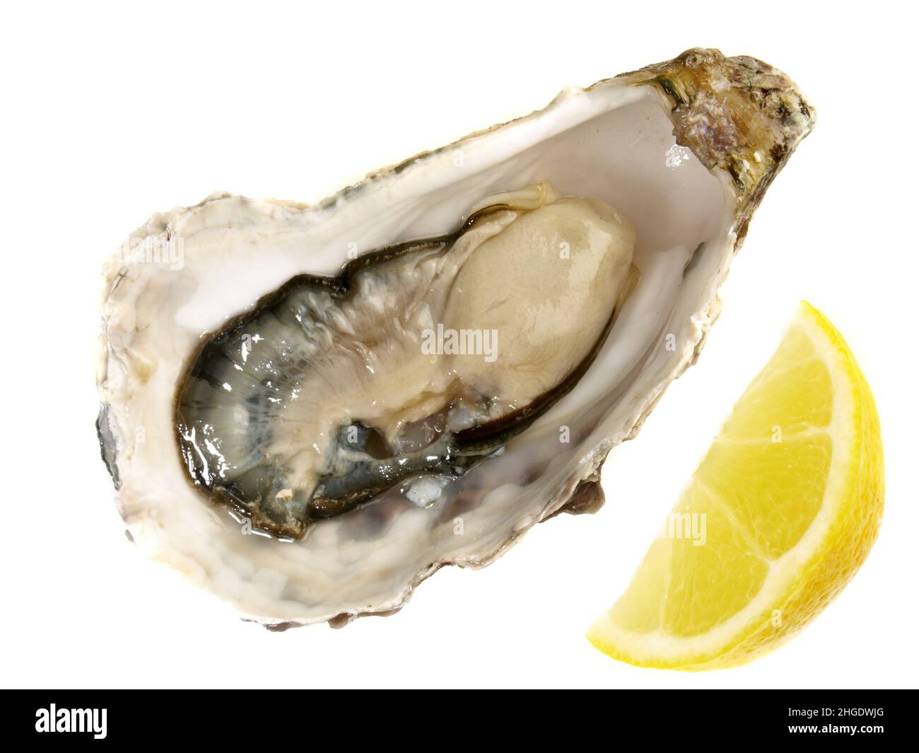 Oyster with Lemon and Shell isolated on white Background Stock Photo