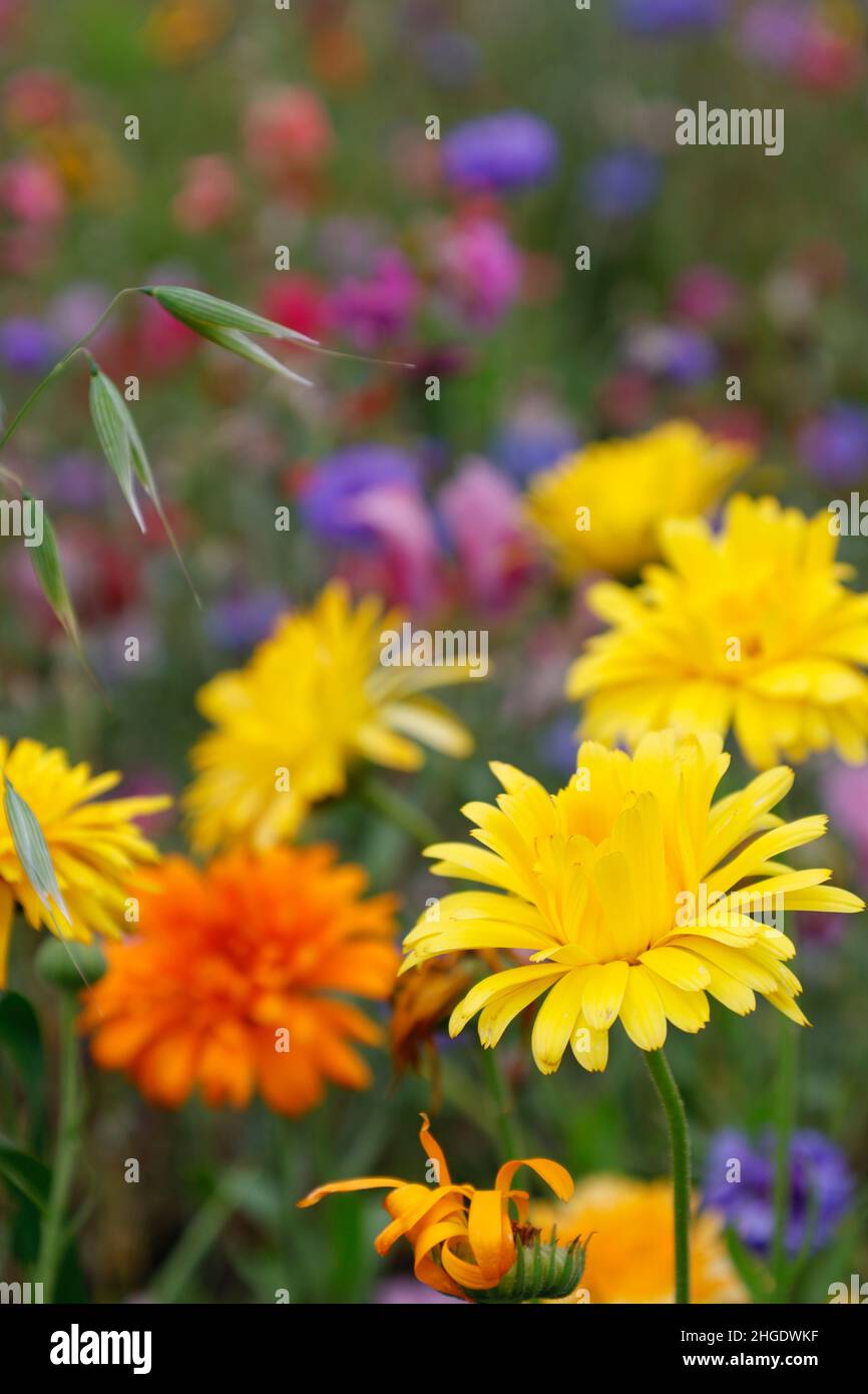 Wildflower meadow Derbyshire England Stock Photo