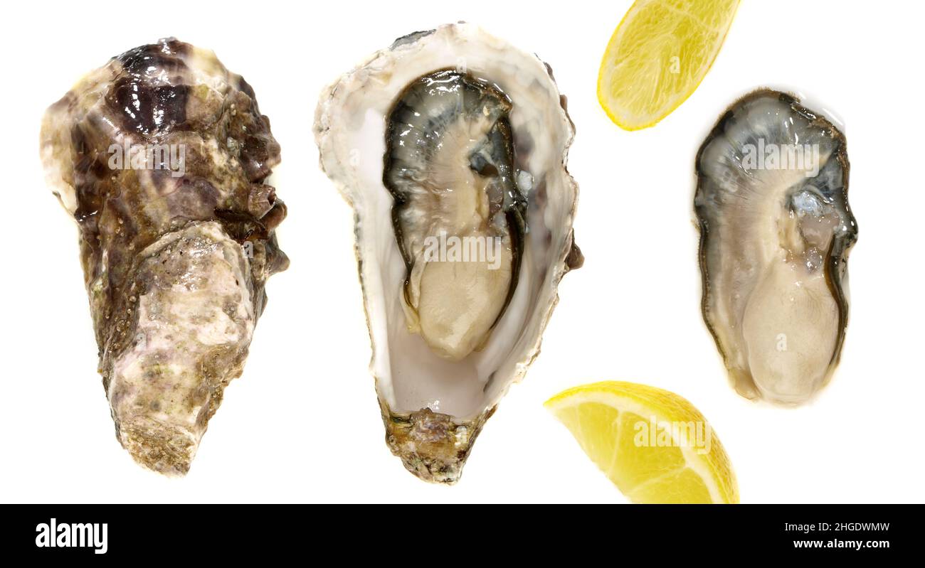 Oysters with Lemon and Shell isolated on white Background Stock Photo