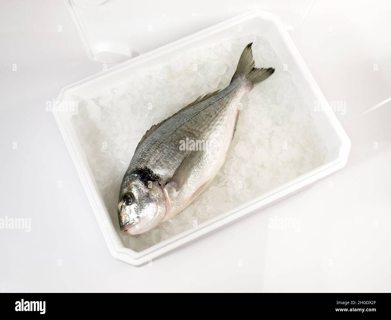 Transportation Box with Ice and Fish isolated on white Background - Grey Gilthead Seabream Stock Photo