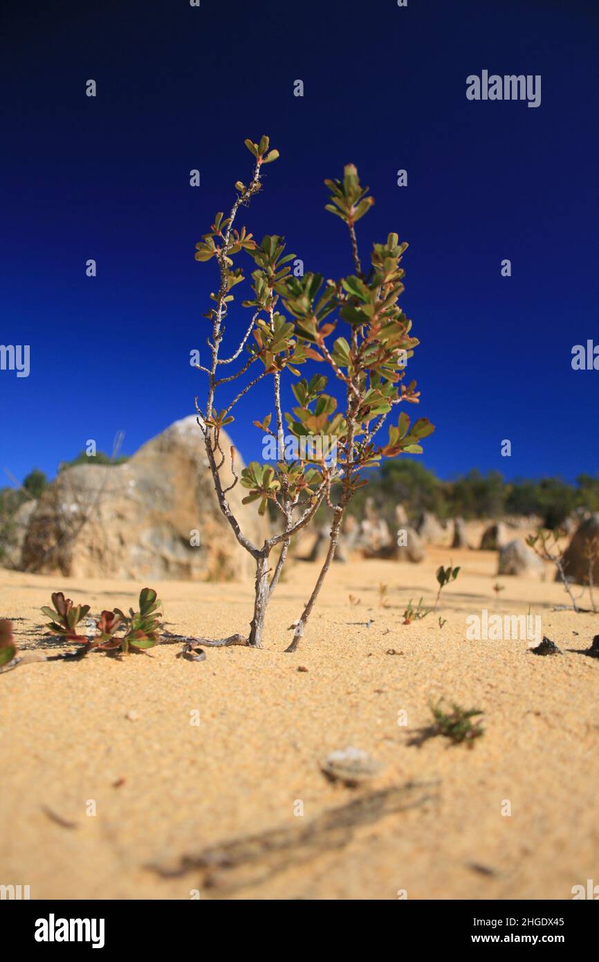 Small little tree in the pinnacle desert Stock Photo Alamy