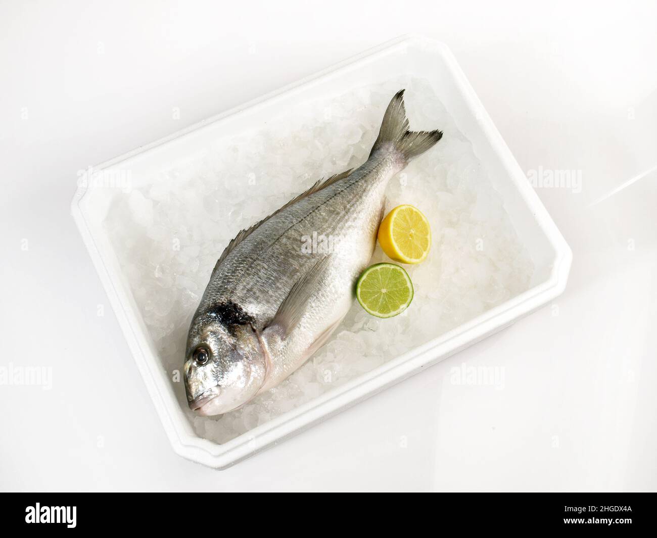 Transportation Box with Ice and Fish isolated on white Background - Grey Gilthead Seabream Stock Photo