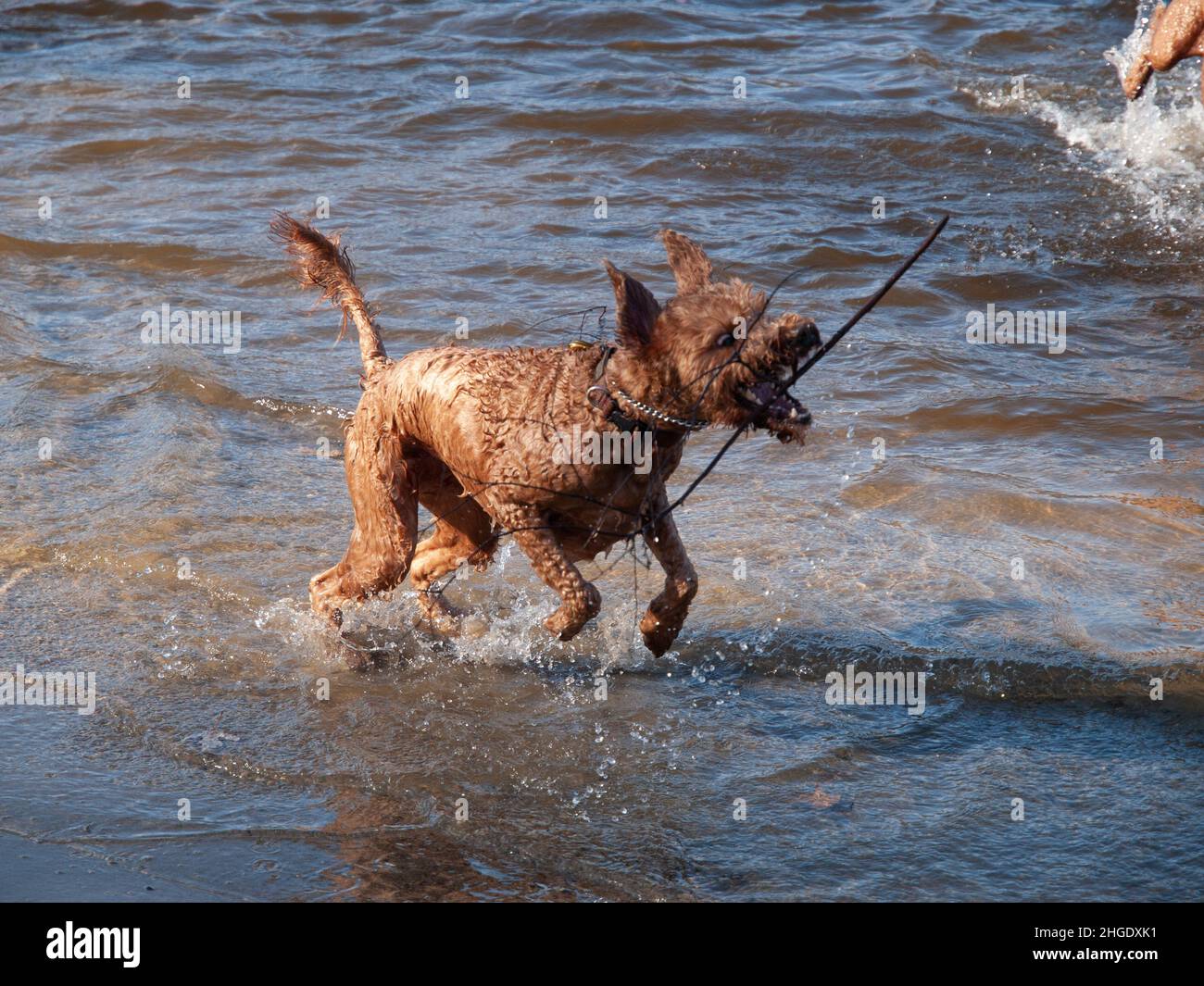 Dogs Playing in water Stock Photo - Alamy