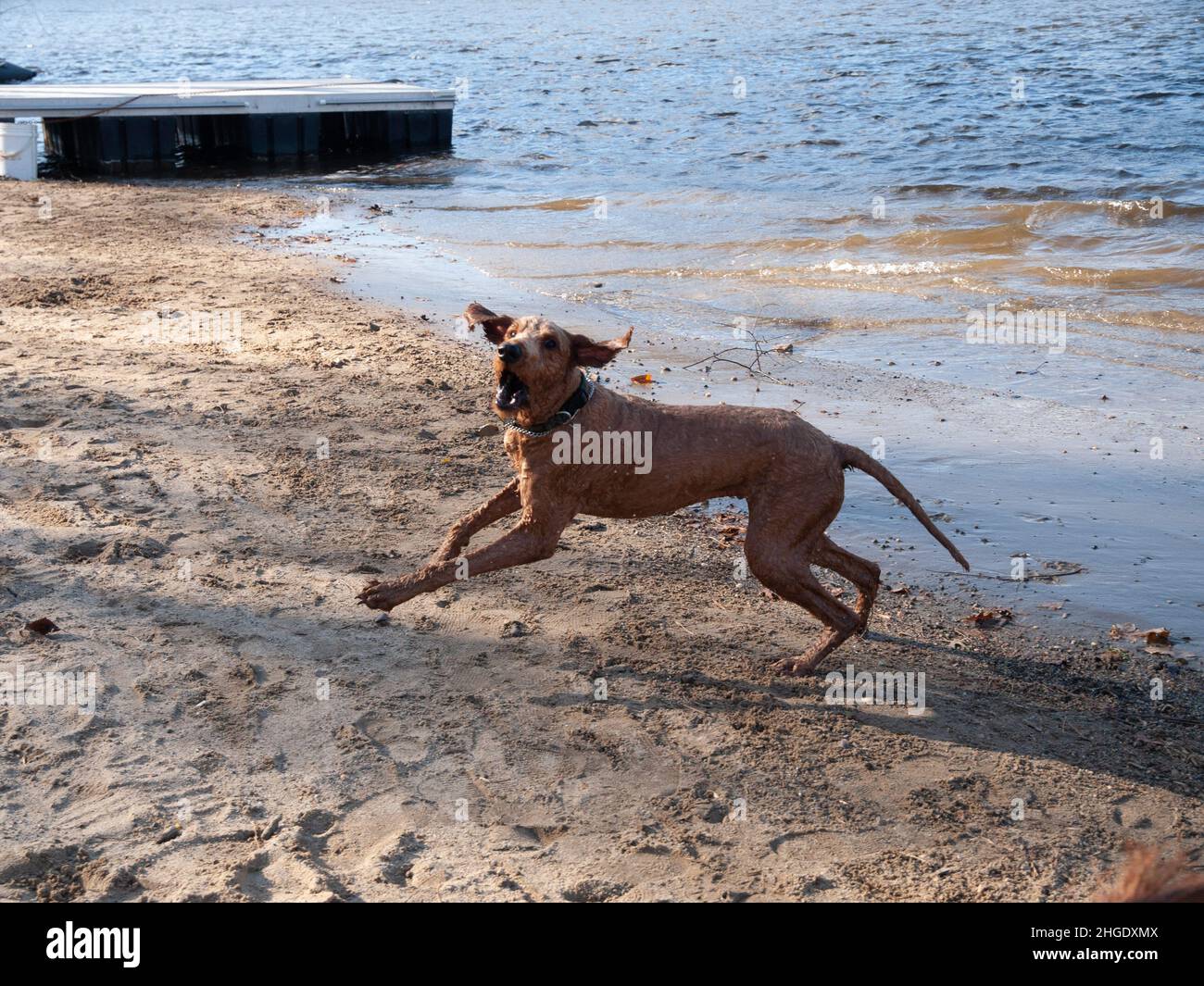 Dog playing in water Stock Photo - Alamy