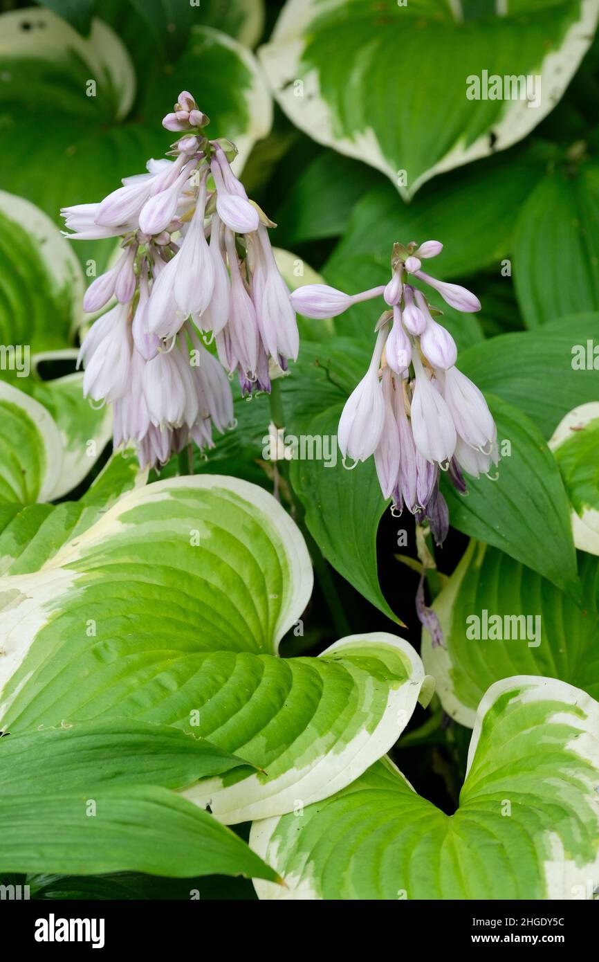 Hosta 'Patriot', plantain lily 'Patriot'. Variegated hosta with pale lavender blue flowers Stock Photo
