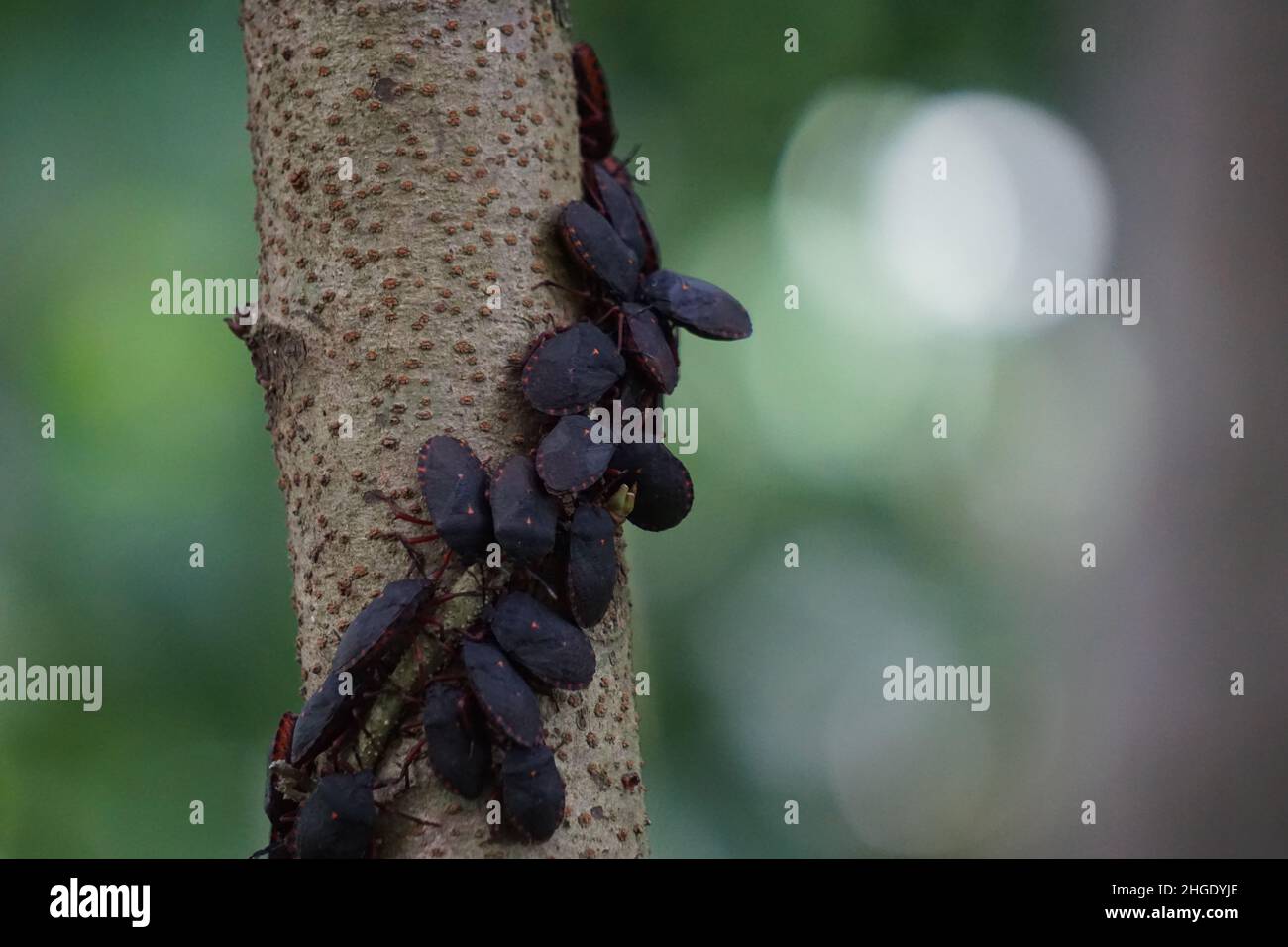 Hemiptera (Also called the rice black bug, Scotinophara coarctata) with ...