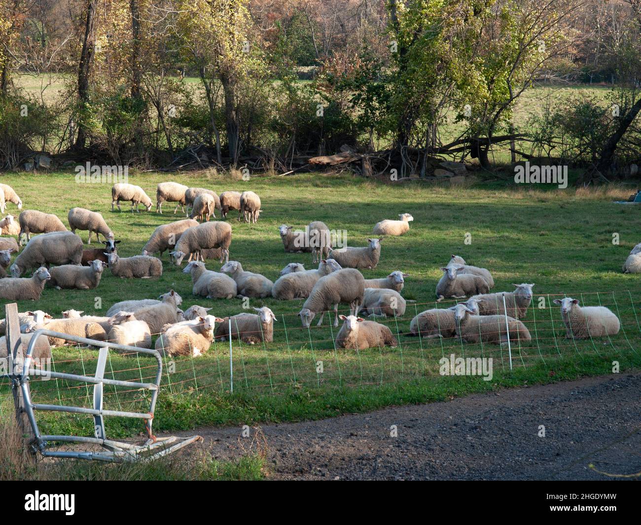 Sheep farming, feeding, milking, dairy Stock Photo Alamy