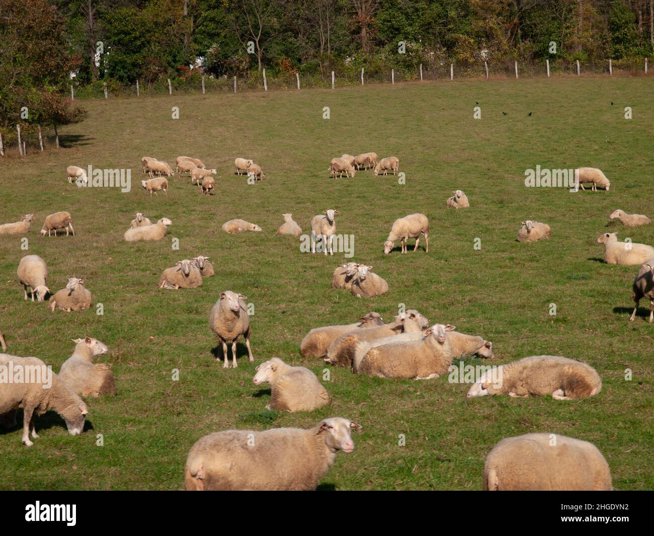 Sheep farming, feeding, milking, dairy Stock Photo Alamy