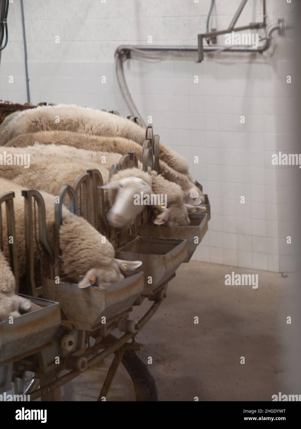 Sheep farming, feeding, milking, dairy Stock Photo Alamy