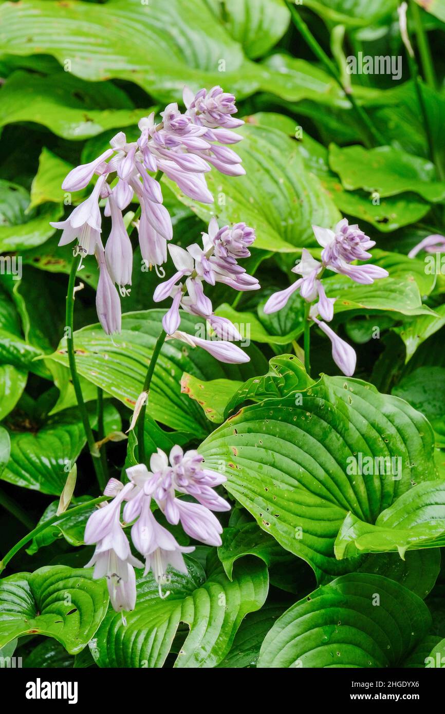 Hosta “Nakaimo” also known as hosta 'Nakhima'. Dark green fluted leaves with lilac coloured flowers Stock Photo