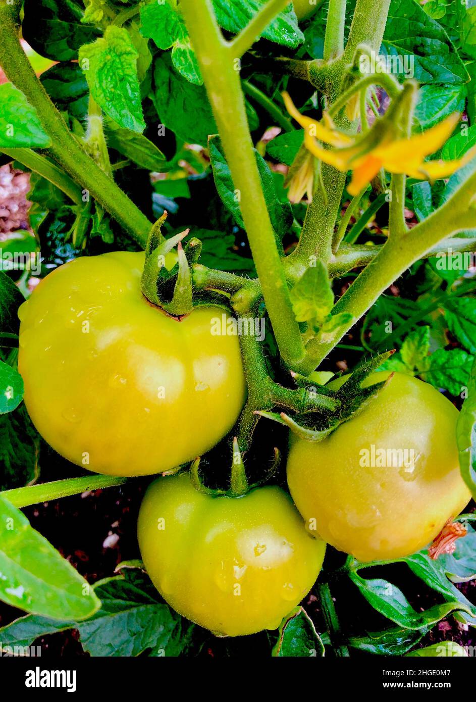 Green tomatoes ripening on the vine Stock Photo - Alamy