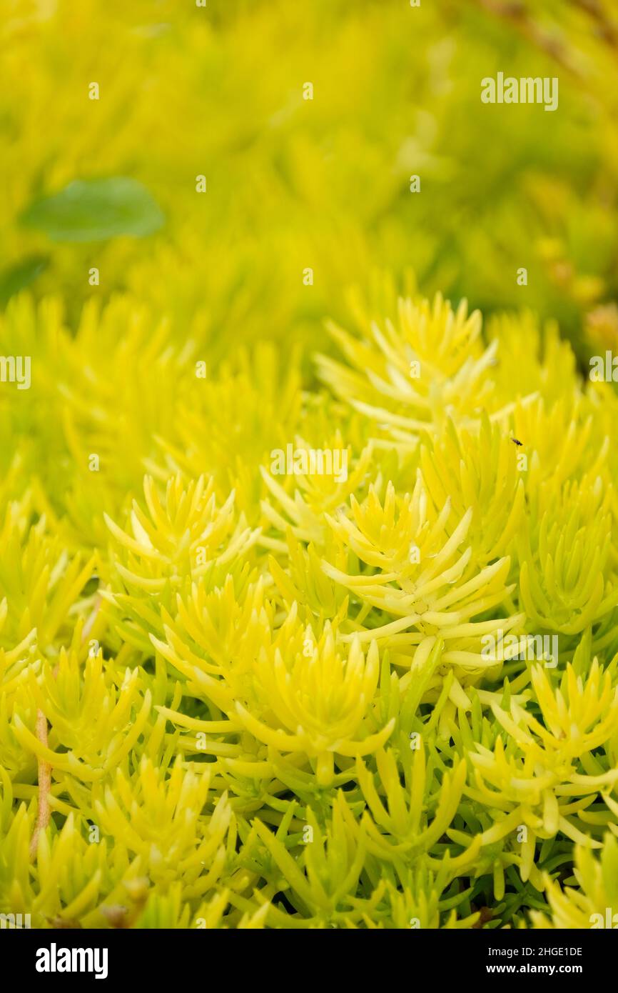 Sedum 'Gold Mound' synonym Sedum 'Mexicana'. Mexican Stonecrop. Golden-green succulent foliage Stock Photo