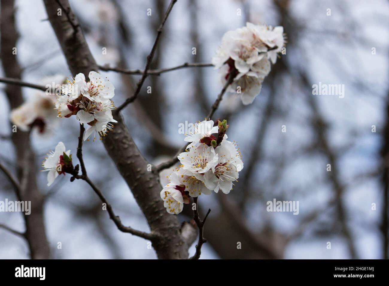 Branches of a blossoming apricot on a background of blue sky. Spring bloom. Stock Photo