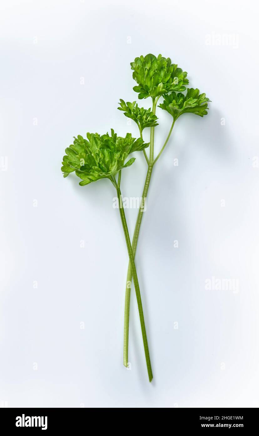 fresh parsley isolated on white. Stock Photo