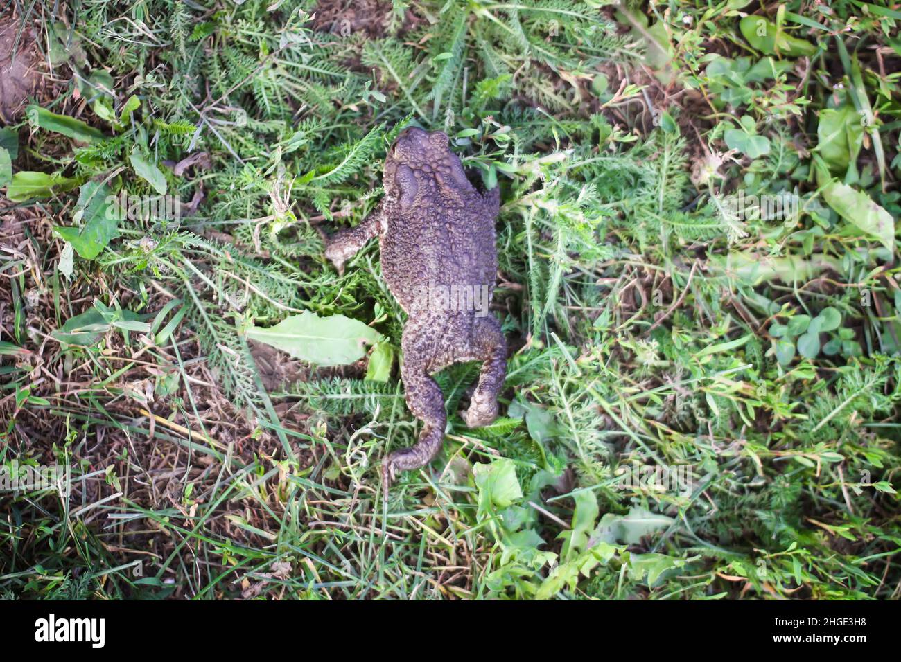 Brown toad on the ground Stock Photo