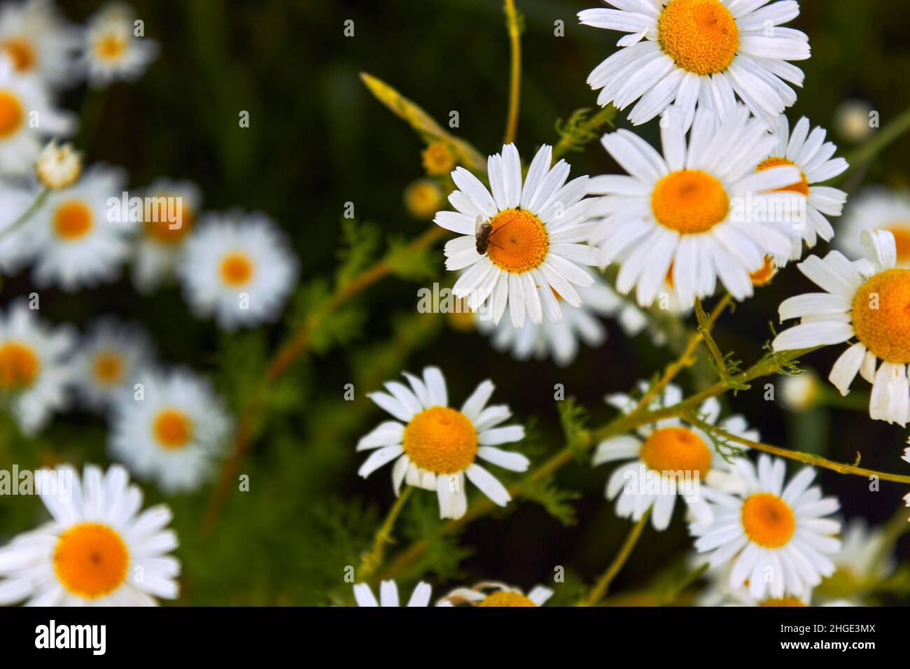 Chamomile flower field. An insect, fly is sitting on a daisy, pollinating the daisy with insects. Camomile in the nature. Stock Photo