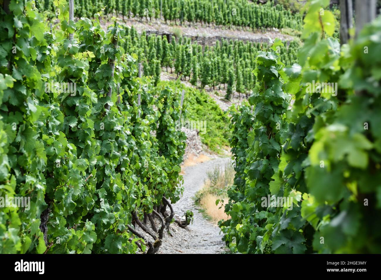 A hiking trail through the vineyards in Mayschoß Stock Photo