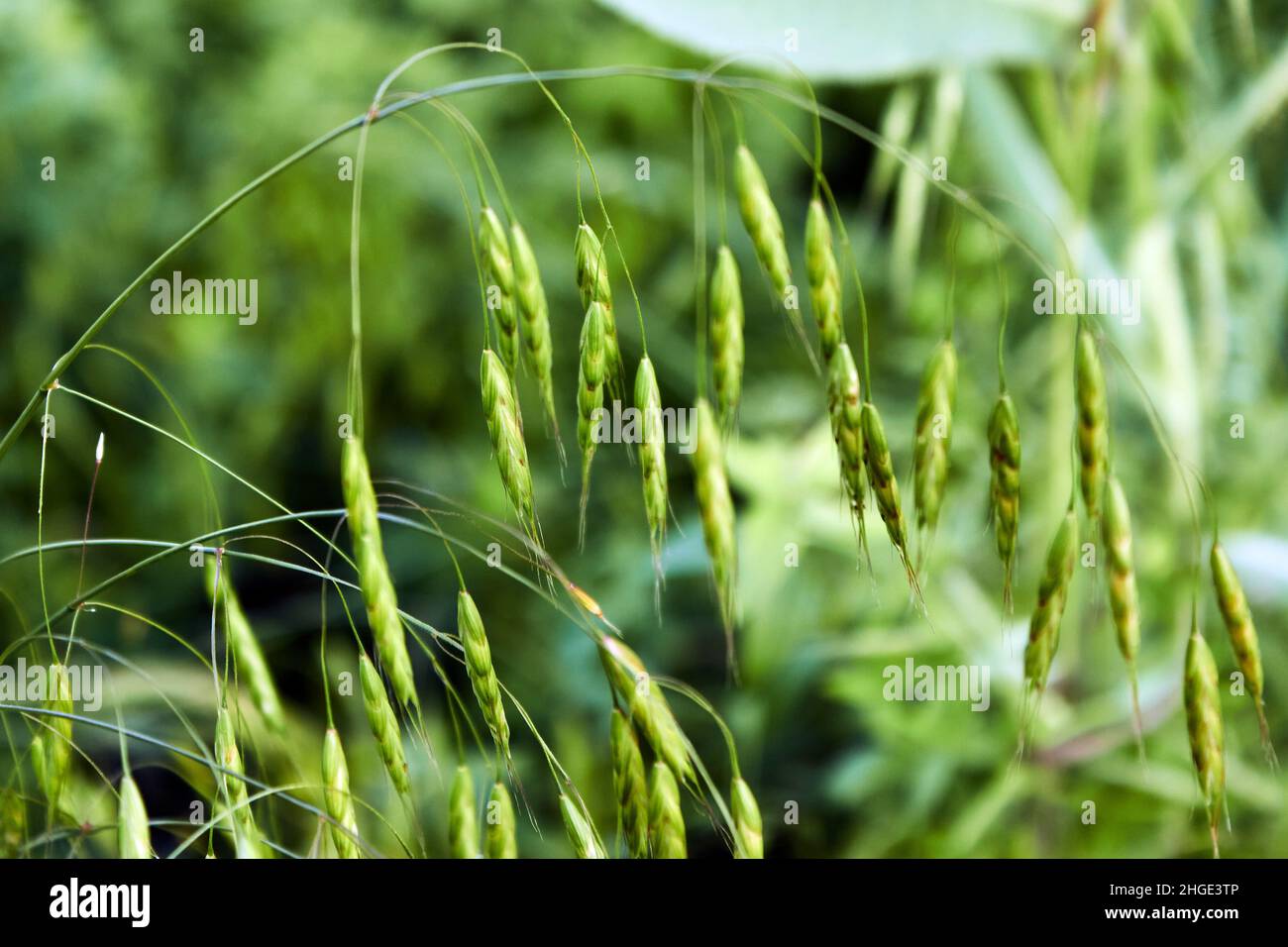 A curved green spike in the field. Photo of weeds on the farm. Vegetable background in green