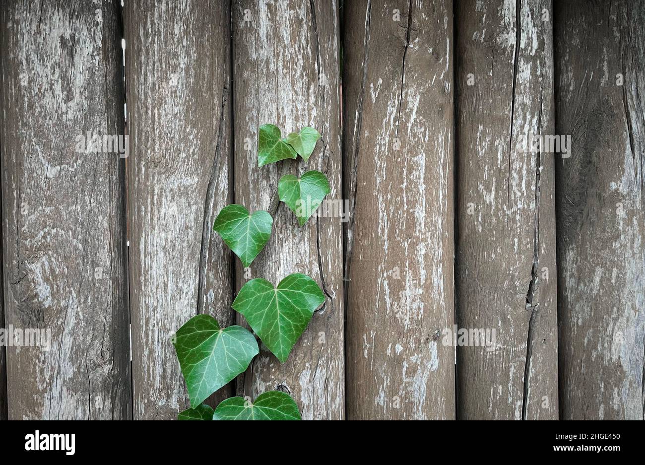 Nice background hi-res stock photography and images - Alamy