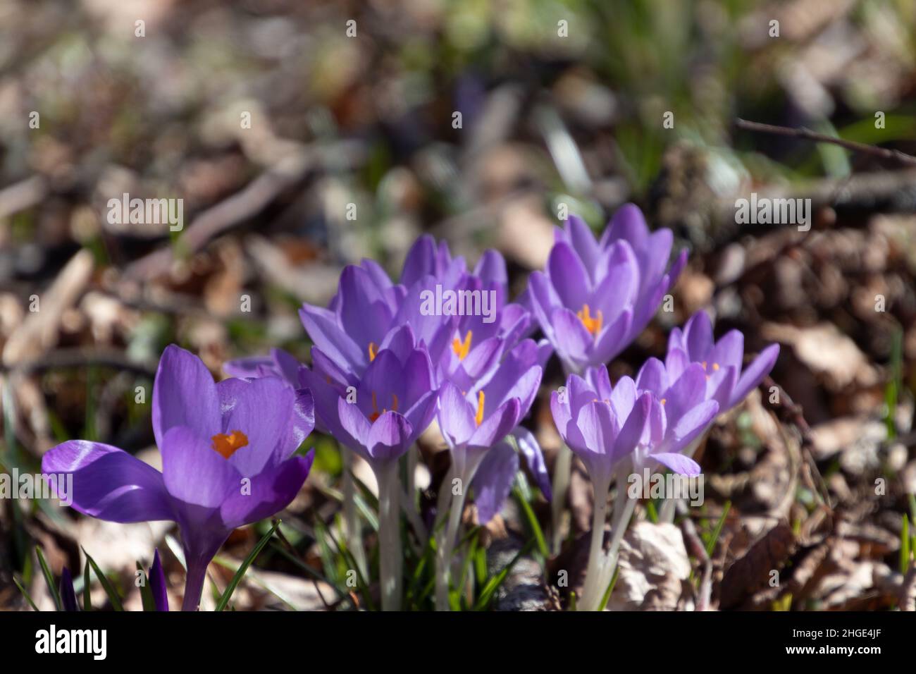 Krokusse im Frühling Stock Photo