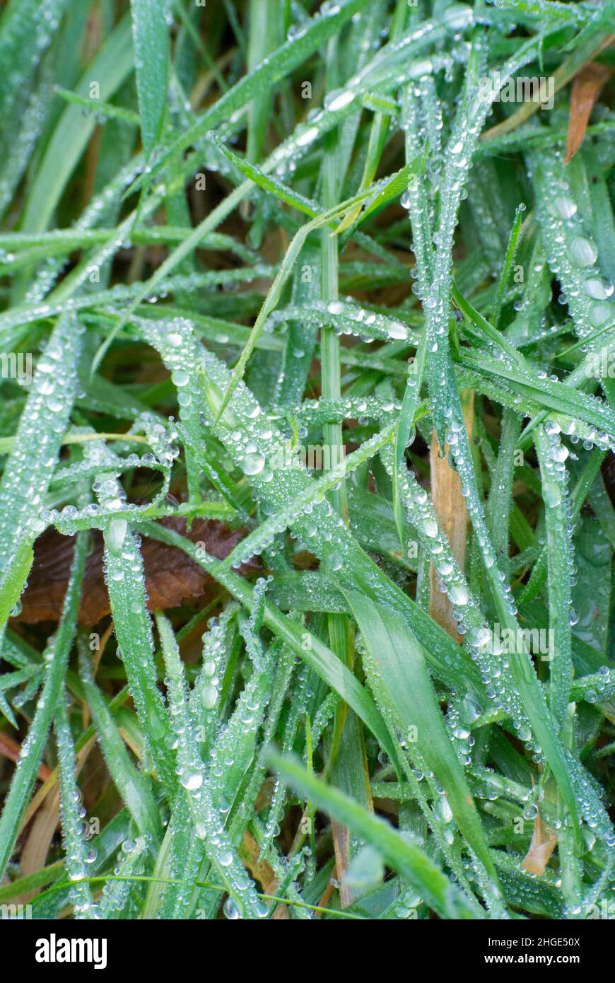 rain droplets on grass Stock Photo