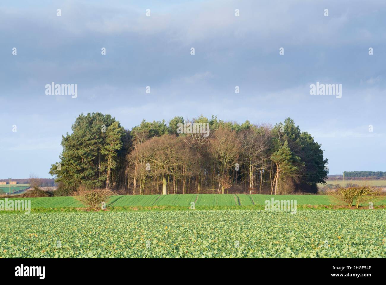 Isolated copse of trees Stock Photo - Alamy