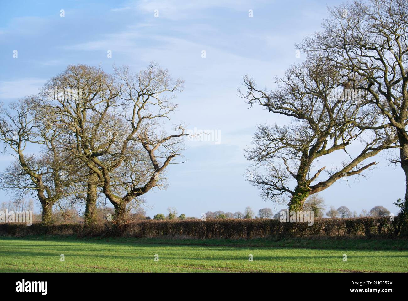Oak trees along hedgerow Stock Photo