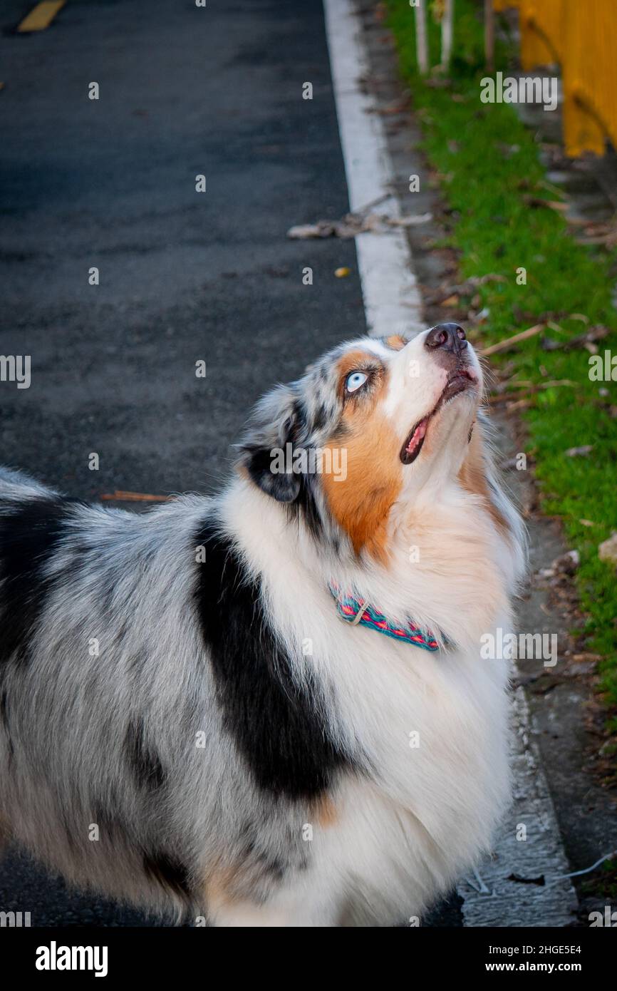 Australian Shepherd with Blue Eyes is Looking up in a Park in Medellin, Colombia Stock Photo