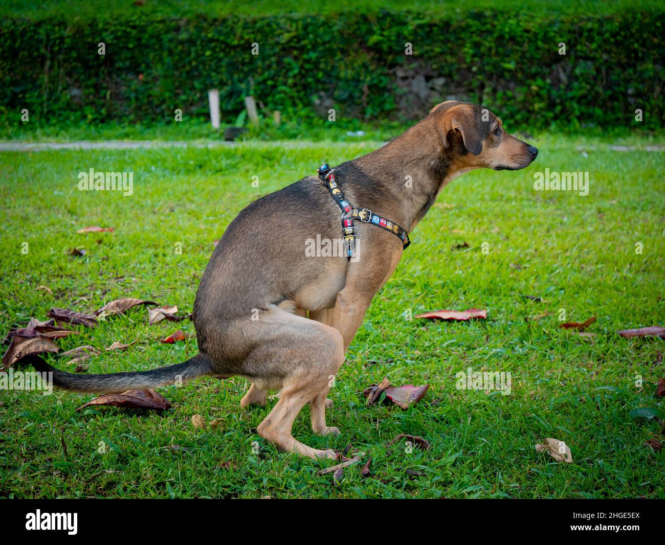 Animal pooping hi res stock photography and images Alamy