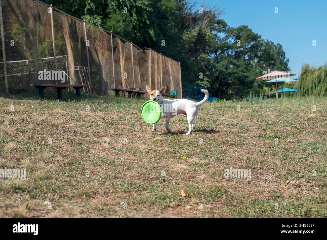 A dog of the Jack Russell Terrier breed on the beach runs along the green grass against the background of the green trees and an old basketball court Stock Photo