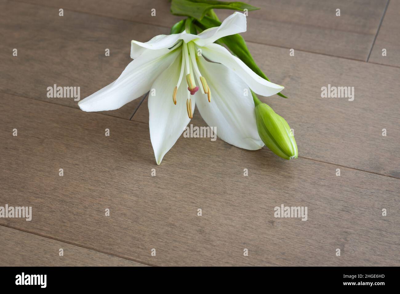 Single white lily on a light wood background with copy space Stock Photo