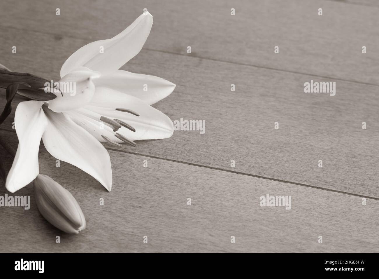 Single white lily on a light wood background with copy space Stock Photo