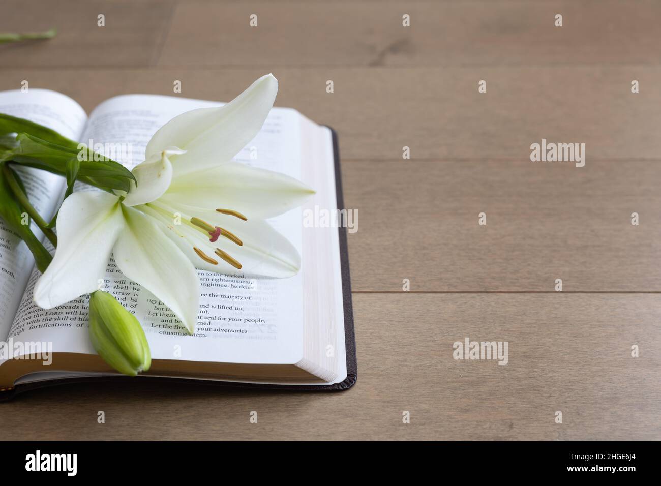 White easter lily laying on an open bible on a light wood background
